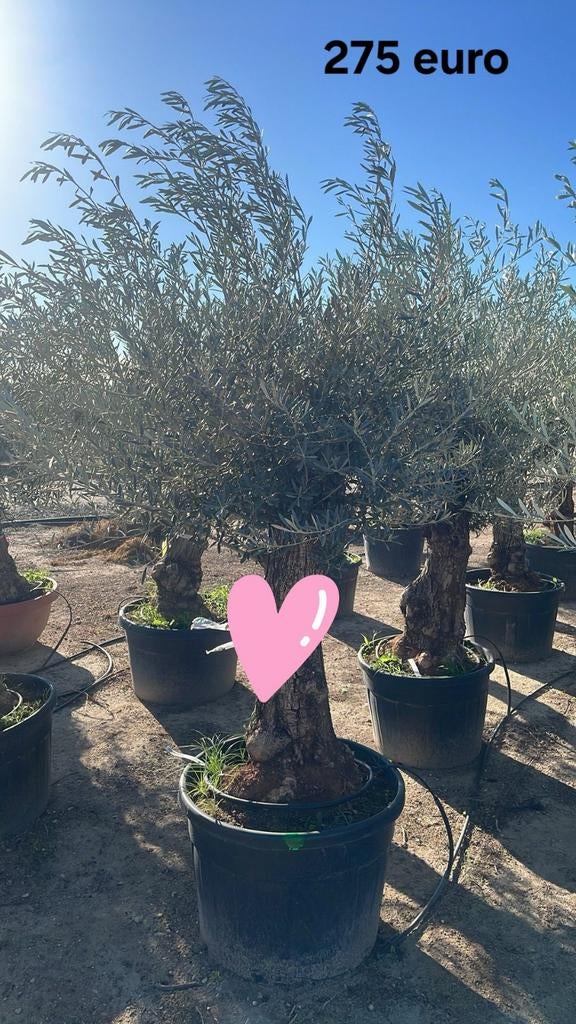 ‼️olijfbomen olea europaea aan promoprijzen ‼️, Tuin en Terras, Planten | Tuinplanten, Ophalen