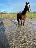 Fokmerrie (1,35m competitie), Dieren en Toebehoren, Paarden en Pony's | Dekhengsten en Fokmerries, Merrie