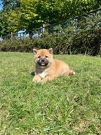 Shiba pupjes te koop,bij ons geboren,ouders aanwezig, Dieren en Toebehoren, België, Overige rassen, CDV (hondenziekte), 8 tot 15 weken