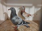 Koppel jonge duiven 2025, Meerdere dieren, Postduif