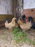 Schabo kippen 3 haantjes en 3 poelen, Dieren en Toebehoren