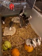 Ratten, Dieren en Toebehoren, Rat, November, Meerdere dieren, Tam