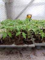tomaten planten, Tuin en Terras, Planten | Tuinplanten, Ophalen