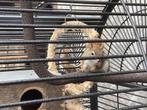 Koppeltje Hudson eekhoorns met kooi, Animaux & Accessoires, Rongeurs & Lapins | Cages & Clapiers, Cage, Enlèvement ou Envoi