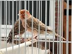 Rood agaat kanarieman 2022, Dieren en Toebehoren, Vogels | Kanaries