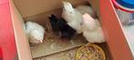 Kuikentjes, Dieren en Toebehoren, Geslacht onbekend