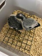 Grijze roodstaart papegaai, Dieren en Toebehoren, Papegaai