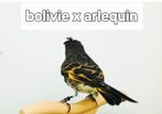 Metis Bolivie x arlequin, Animaux & Accessoires, Oiseaux | Oiseaux Autre, Mâle, Oiseau chanteur sauvage, Bagué