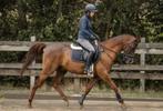 Arabier te koop, Dieren en Toebehoren, Paarden, Ruin