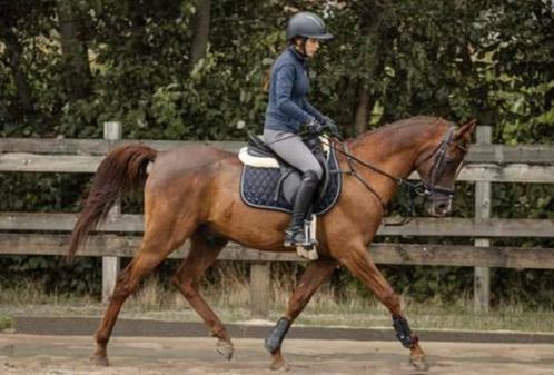 Arabier te koop, Dieren en Toebehoren, Paarden, Ruin