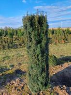 Taxus fastigiata (Riemst), Enlèvement