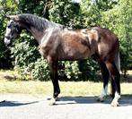 3,5 yo jump horse, Dieren en Toebehoren, Paarden, Ruin, 170 tot 175 cm, Springpaard, 3 tot 6 jaar