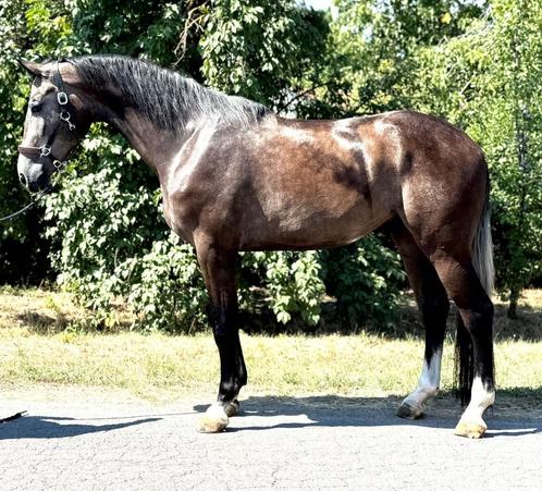 3,5 yo jump horse, Dieren en Toebehoren, Paarden, Ruin, 170 tot 175 cm, 3 tot 6 jaar, Springpaard