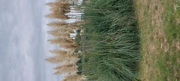 Pampas beschikbaar voor biedingen