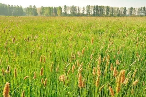 grasland gezocht om te maaien, Zakelijke goederen, Landbouw | Aardappelen, Groenten, Fruit en Vlees, Ophalen of Verzenden