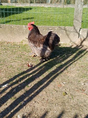 Cochin kriel haantje, Dieren en Toebehoren, Pluimvee