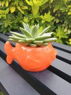 Oranje visvormige bloempot met vetplant, Ophalen, Vetplant