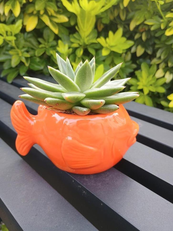 Oranje visvormige bloempot met vetplant, Huis en Inrichting, Kamerplanten, Vetplant, Ophalen