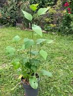 Hibiscus, Tuin en Terras, Planten | Struiken en Hagen, Ophalen, Overige soorten, Struik, Minder dan 100 cm