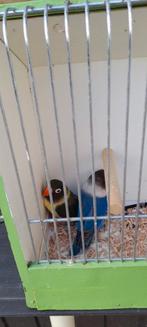 Personatas, Dieren en Toebehoren, Vogels | Kanaries