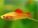 Xiphophorus helleri