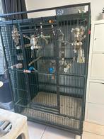 Papegaaikooi met valkparkieten, Dieren en Toebehoren, Ophalen, Zo goed als nieuw