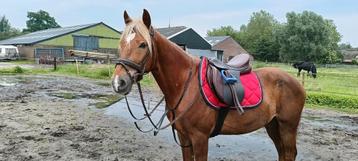 Knappe E-pony beschikbaar voor biedingen