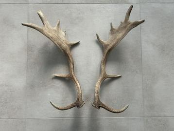 Decoratieve geweien, los koppel hert damhert eland beschikbaar voor biedingen