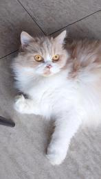 Herplaatser britse langhaar, Dieren en Toebehoren, Katten en Kittens | Raskatten | Langhaar, Poes, Gechipt, 6 jaar of ouder
