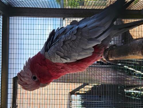 Rosé Kaketoe, Dieren en Toebehoren, Vogels | Parkieten en Papegaaien