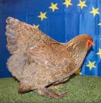 Brahma trio voor meerzomig blauwpatrijs tentoonstellingsfok, Dieren en Toebehoren, Pluimvee
