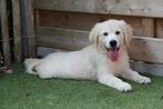 Prachtige golden retriever pups (ouders aanwezig), Dieren en Toebehoren, Golden retriever, België, CDV (hondenziekte), 8 tot 15 weken