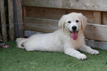 Superbes chiots Golden Retriever (parents présents), Golden retriever, Plusieurs, Parvovirose, Belgique