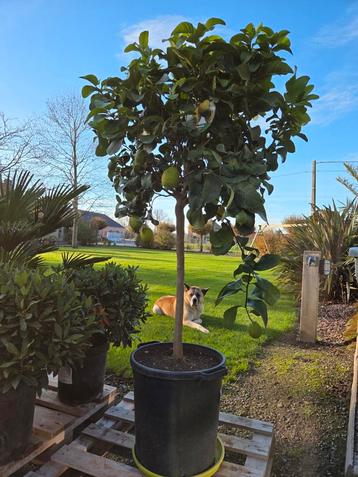 Citrus citroen 4 seizoenen  beschikbaar voor biedingen