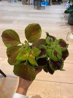 Coleus (siernetel), Huis en Inrichting, Kamerplanten, Overige soorten, Ophalen of Verzenden, In pot, Minder dan 100 cm