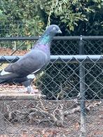Twee mooie duifjes, Dieren en Toebehoren, Vogels | Duiven