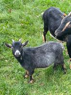 Mini geitenbokje, Dieren en Toebehoren