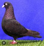 Gezocht zwarte belgische tuimelaars