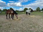 Halve stal / ruiter gezocht voor twee fantastische paarden, Gechipt, Niet van toepassing, Recreatiepaard, Meerdere dieren