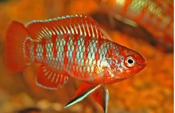 Tijgerbaarsje zoetwater aquarium beschikbaar voor biedingen
