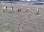 Schapenlammeren te koop 6 rammen, Dieren en Toebehoren, Mannelijk, Schaap, 0 tot 2 jaar