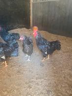 Barnevelder kippen, Dieren en Toebehoren, Pluimvee, Vrouwelijk, Kip