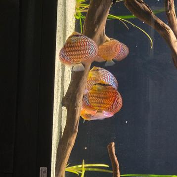 Rerche couple discus  beschikbaar voor biedingen