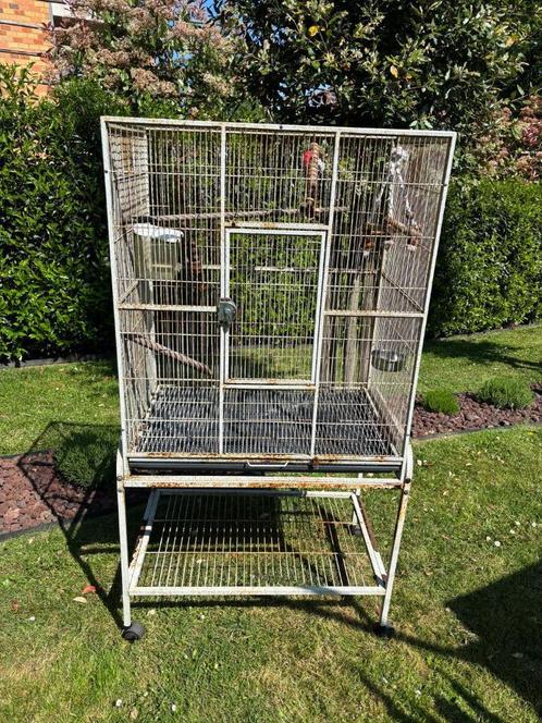 Grande cage à oiseaux a repeindre, Dieren en Toebehoren, Vogels | Hokken en Kooien, Gebruikt, Vogelkooi, Metaal, Ophalen