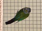 Pyrrhura perlata, Dieren en Toebehoren, Vogels | Parkieten en Papegaaien, Vrouwelijk, Parkiet, Geringd