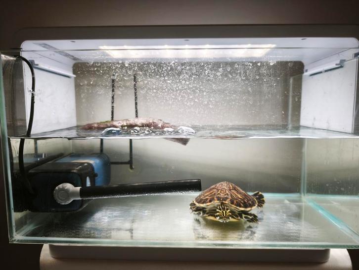 Schildpadden, Dieren en Toebehoren, Reptielen en Amfibieën | Toebehoren, Ophalen