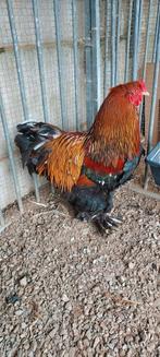 Brahma goudpatrijs haan, Dieren en Toebehoren, Pluimvee, Mannelijk, Kip