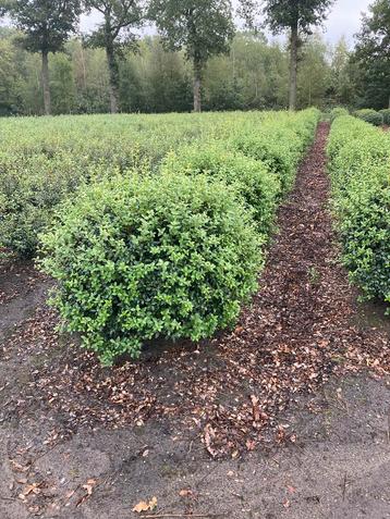 Osmanthus Burkwoodii schijnhulst bolvormen in maten beschikbaar voor biedingen