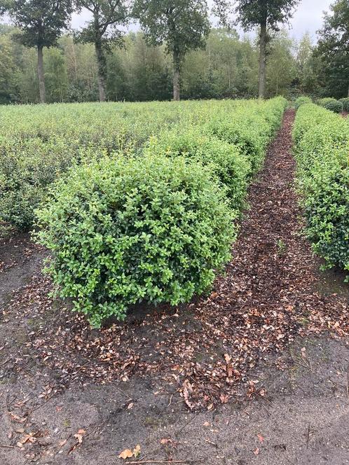 Osmanthus Burkwoodii schijnhulst bolvormen in maten, Tuin en Terras, Planten | Struiken en Hagen, Struik, Ophalen of Verzenden