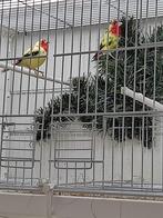Roodkop papegaai amandine, Animaux & Accessoires, Oiseaux | Oiseaux Autre, Oiseau tropical, Bagué, Plusieurs animaux